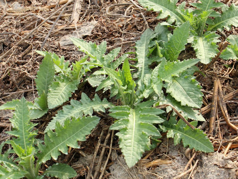 Cirsium nipponicum