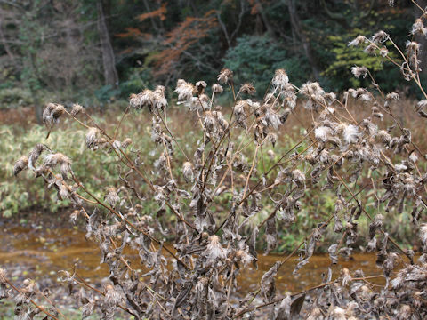 Cirsium nipponicum