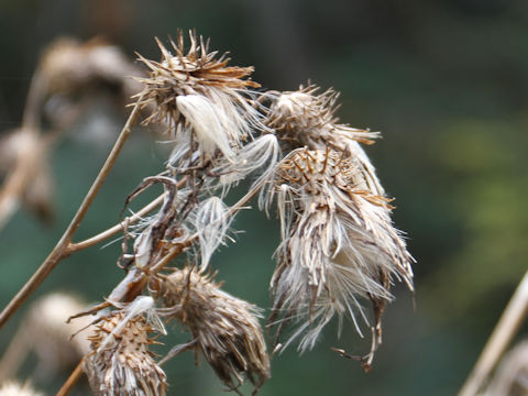 Cirsium nipponicum