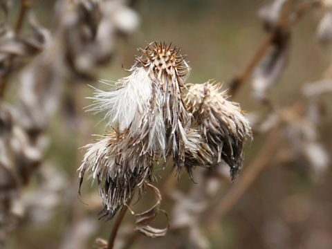 Cirsium nipponicum