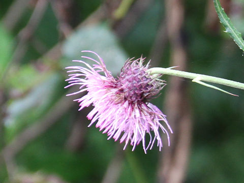 Cirsium nipponicum