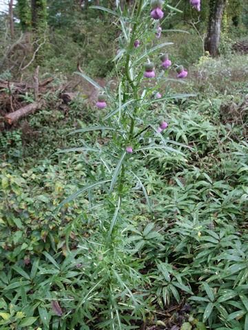 Cirsium nipponicum