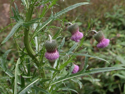 Cirsium nipponicum