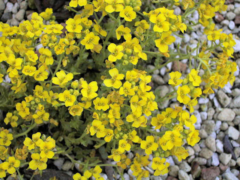 Draba japonica