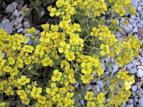 Draba japonica