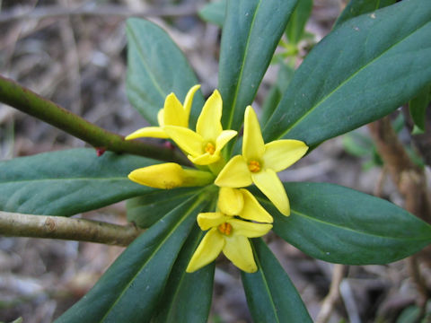 Daphne pseudo-mezereum ssp. jezoensis