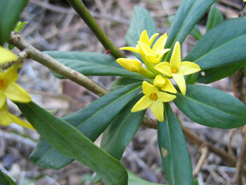 Daphne pseudo-mezereum ssp. jezoensis