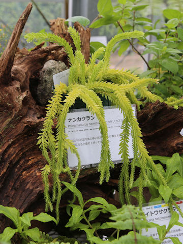 Huperzia fordii