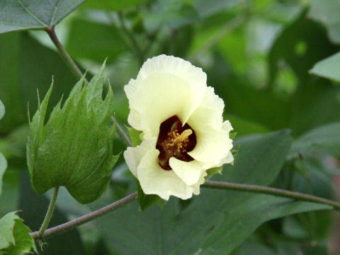 Gossypium nanking