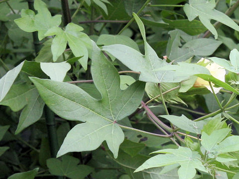 Gossypium nanking