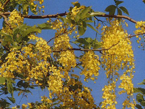 Cassia fistula