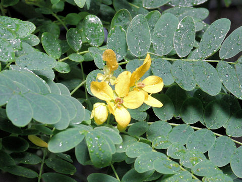 Cassia fistula