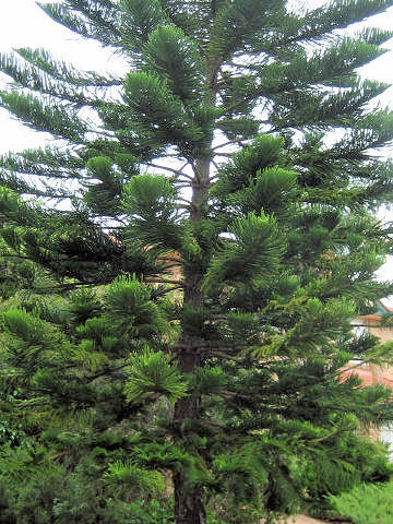 Araucaria cunninghamii