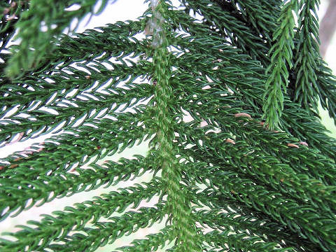 Araucaria cunninghamii