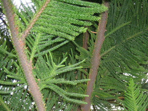 Araucaria cunninghamii