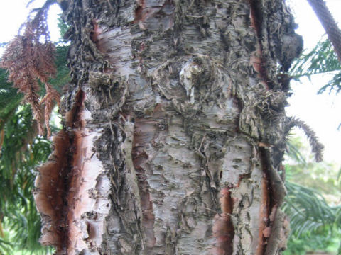 Araucaria cunninghamii