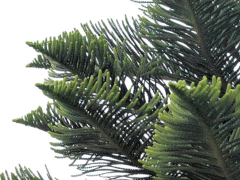 Araucaria cunninghamii