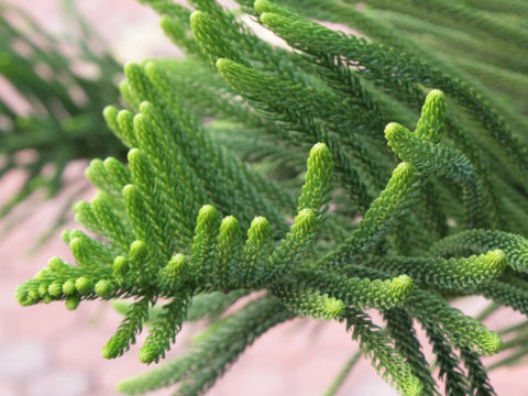 Araucaria cunninghamii