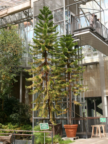 Araucaria cunninghamii