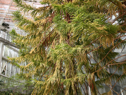 Araucaria cunninghamii