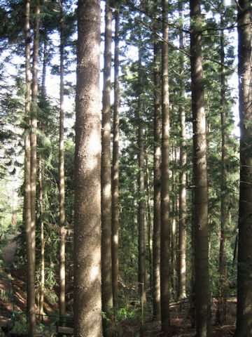 Araucaria cunninghamii