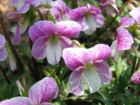 Viola chaerophylloides var. chaerophylloides