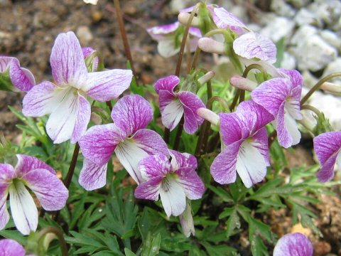 Viola chaerophylloides var. chaerophylloides