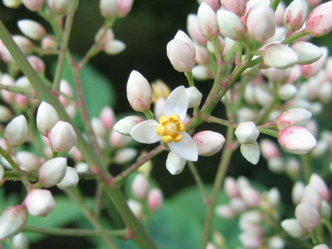 Nandina domestica