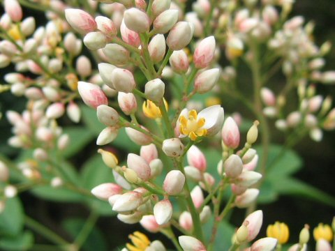 Nandina domestica