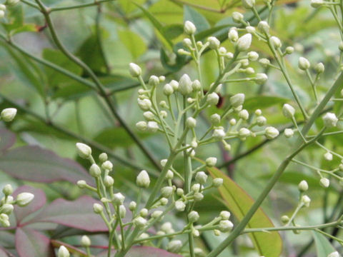 Nandina domestica