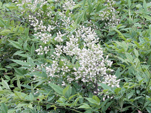 Nandina domestica