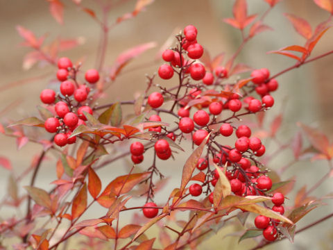 Nandina domestica