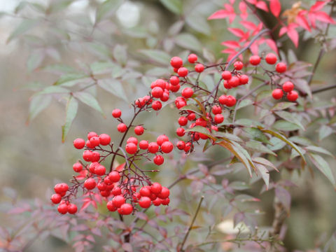 Nandina domestica