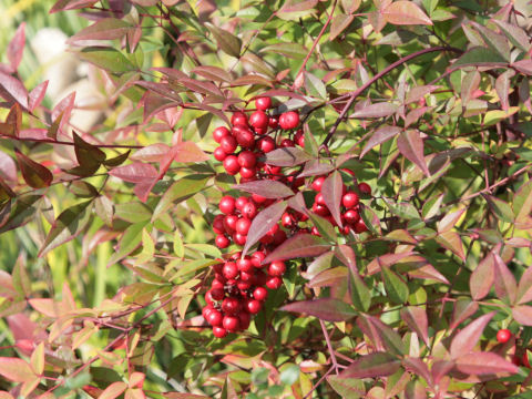 Nandina domestica