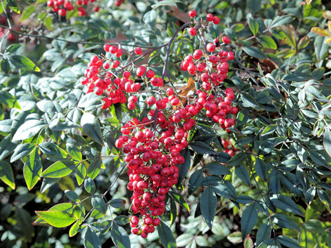 Nandina domestica