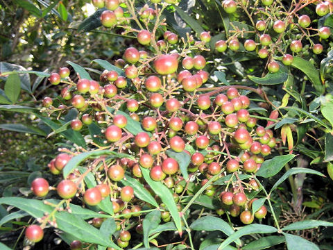 Nandina domestica