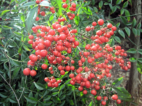 Nandina domestica