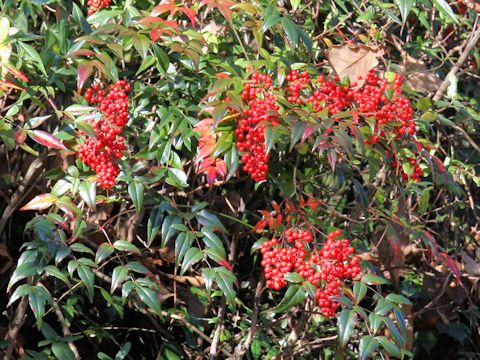 Nandina domestica