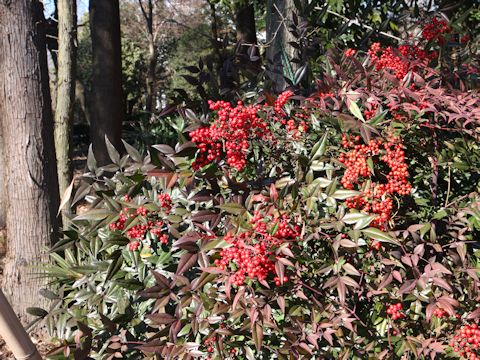 Nandina domestica