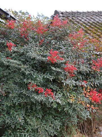 Nandina domestica