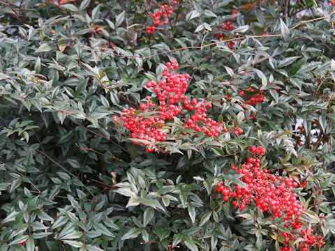 Nandina domestica