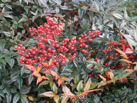 Nandina domestica