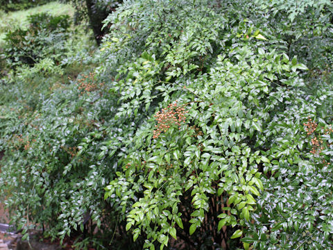 Nandina domestica