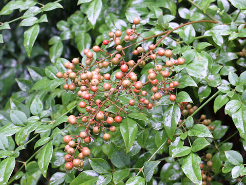 Nandina domestica