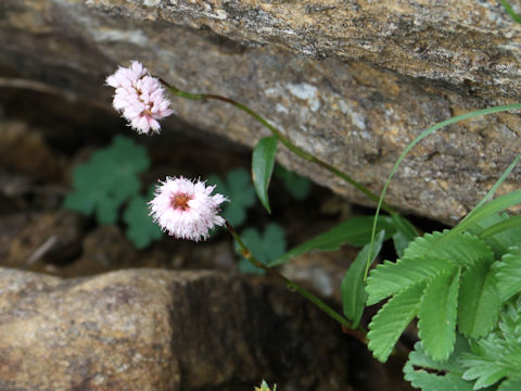 Bistorta hayachinensis