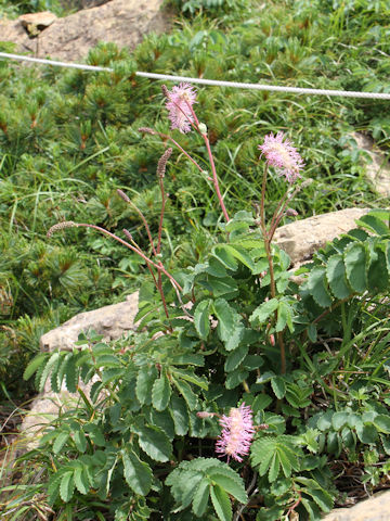 Sanguisorba obtusa