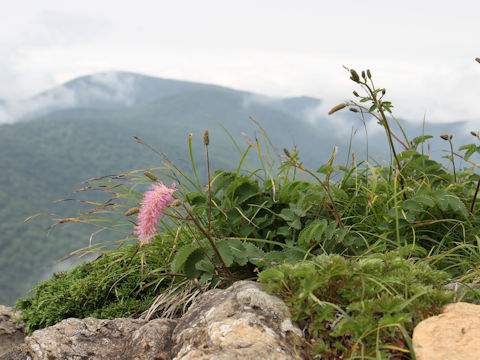 Sanguisorba obtusa