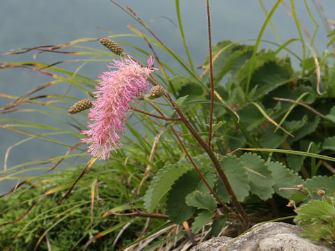 Sanguisorba obtusa