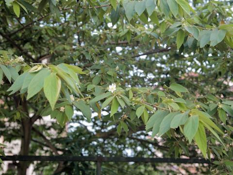 Muntingia calabura