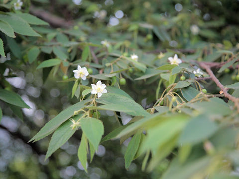 Muntingia calabura